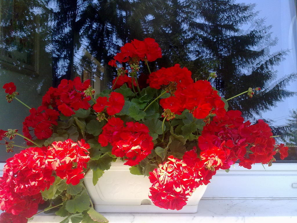 Muskatli Vendeghaz Bed and Breakfast Héviz Zewnętrze zdjęcie